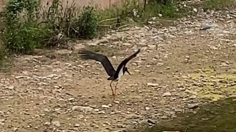 Çankırı’da kara leylek görüntülendi