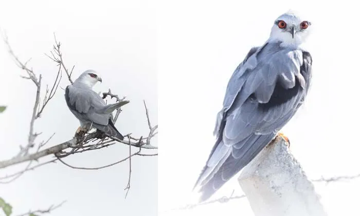 Doğaya Kanat Açtık’ta görüntülenen kuş türü 309 oldu