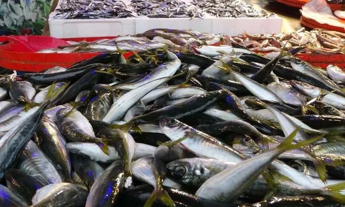 Hamsinin fiyatı 20 TL’ye kadar indi