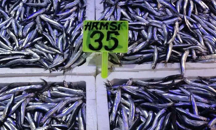 Gürcü hamsisi 30, Sinop hamsisi 60 TL