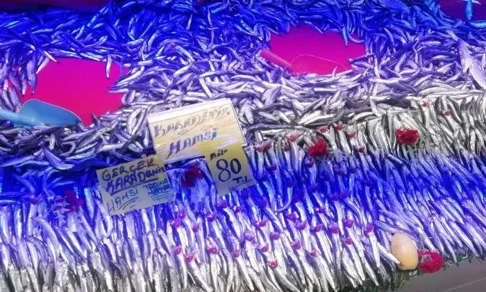 Ucuzlayan hamsinin fiyatı tekrar yükseldi