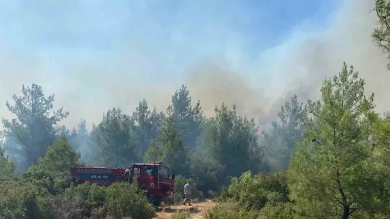 Milas’ta orman yangını
