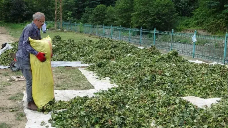 Ordu’da fındık hasadı başladı