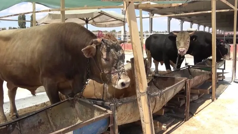 Şap Hastalığı Çok Hızlı Bulaşıyor!