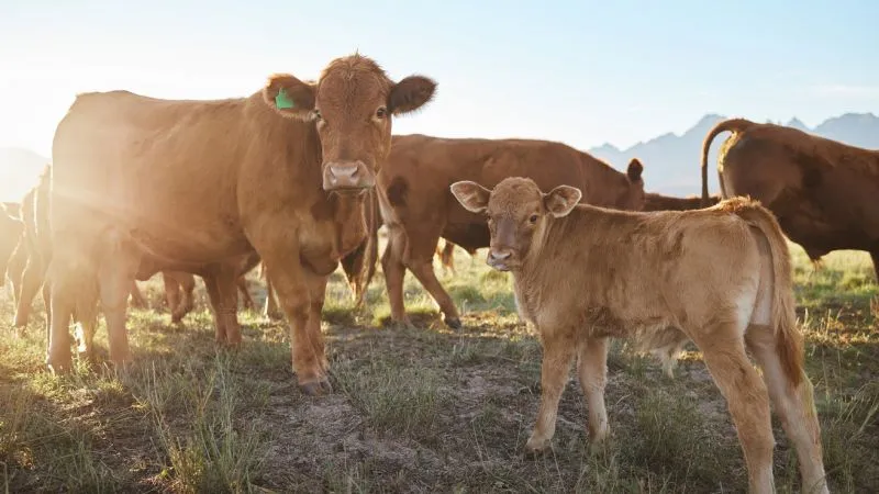 Şap Hastalığını Tedavi Etmek Mümkün