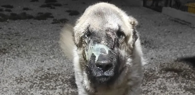 Tedavi Edildi Sağlığına Kavuşturuldu