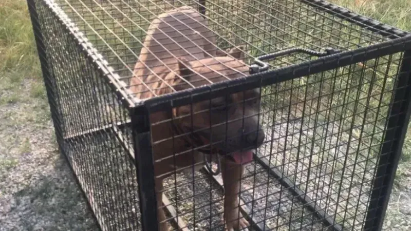 Pitbull cinsi köpek bulunduran şahsa 52 bin 924 TL ceza