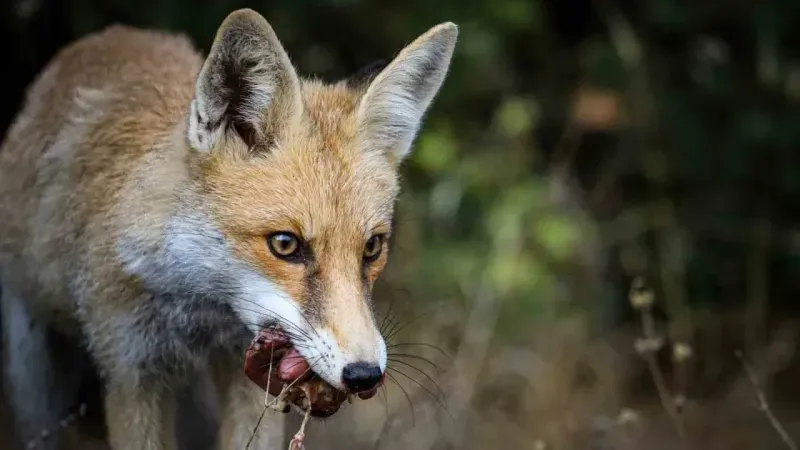 “Yaban hayvanları zararsız” dediği anda tilkinin saldırısına uğradı