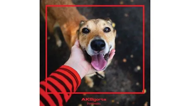 Sahipsiz kalan sokak hayvanlarının maması Aksigorta’dan