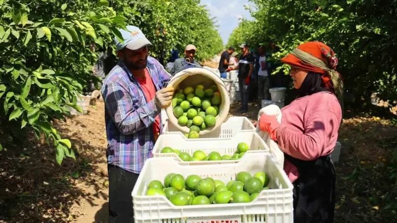 Limon bahçede 8, market ve pazarda 25 lira