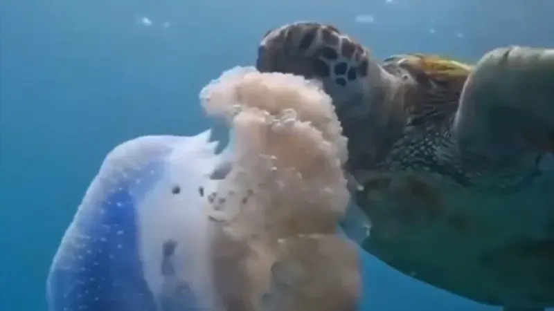 Caretta carettanın deniz anasını yediği görüntülerle denizi kirletenlere ’çevre’ mesajı