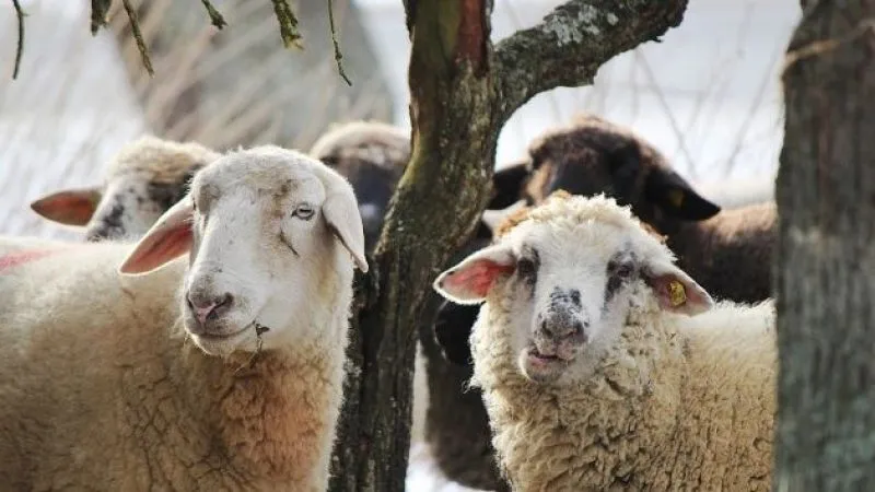 2025 yılı vekaletle kurban kesim bedeli belli oldu
