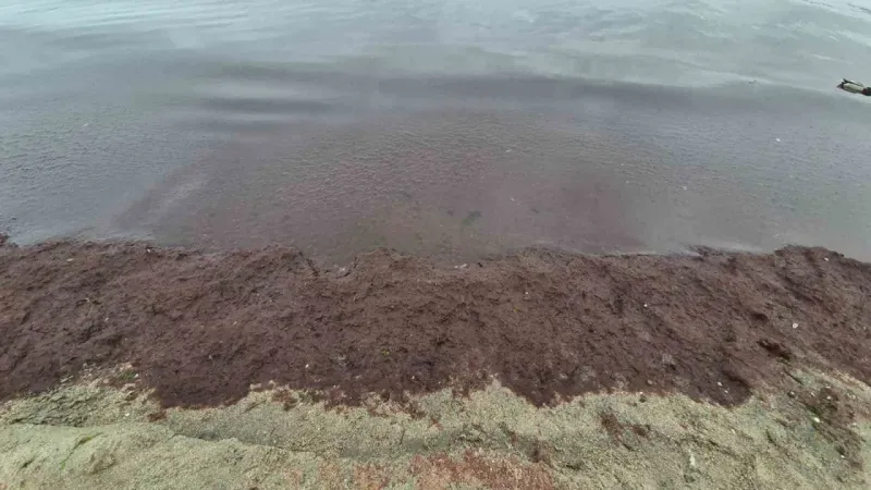 Marmara Denizi’nin Tekirdağ kıyılarında kızıl yosun istilası