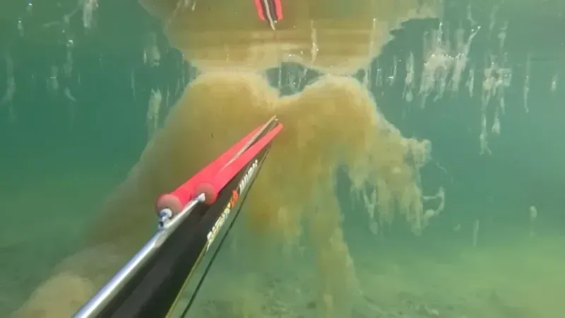 Büyükçekmece’de denizin dibinde korkutan müsilaj manzarası 