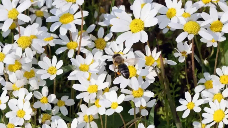 Baharın müjdecisi üçüncü Cemre toprağa düştü