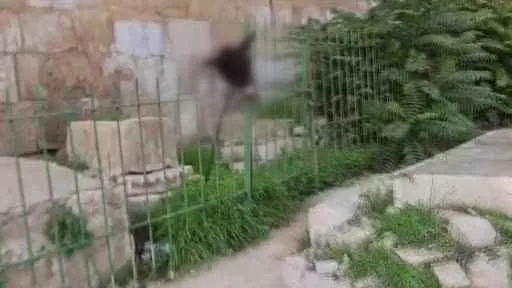 Fanatik Yahudilerden Müslüman mezarlığına saldırı