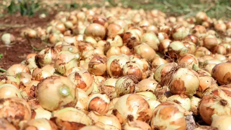 Tarlada soğan fiyatı 7-8 liraya kadar düştü