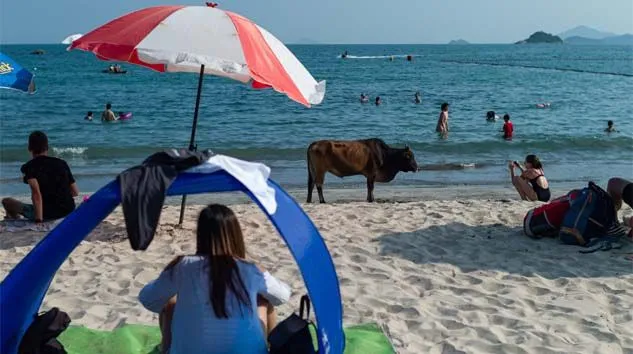 Hong Kong’da korona virüse rağmen halk, plajlara akın etti