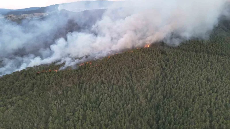 Türkiye orman yangınlarıyla mücadelede alarmda: Risk altındaki alan 12,5 milyon hektar