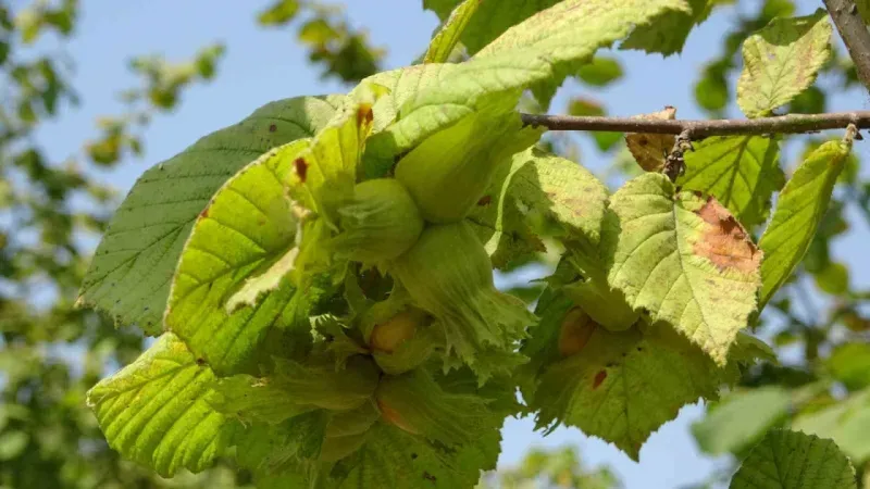 Fındıkta erken hasat uyarısı