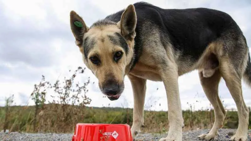Kışın hayvanlarda açlık stres ve hipotermiye sebep oluyor