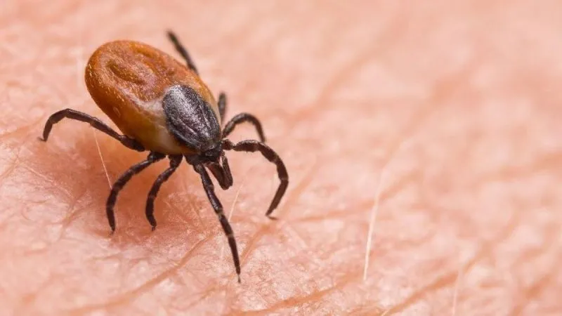 Keneden gelen tehlike: KKKA vakaları artışta