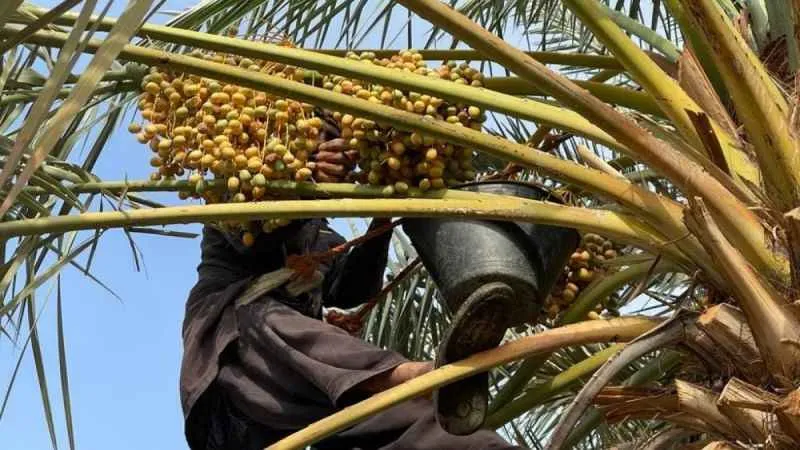 Medine hurma bahçelerinde hasat başladı