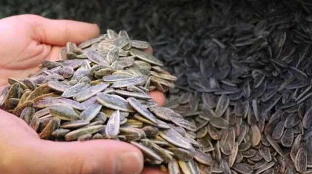 “Dünya’da Çinliler’den sonra en çok Türkler çitliyor”