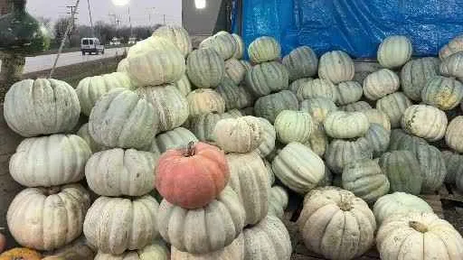 Ünlü bal kabağı tezgaha indi