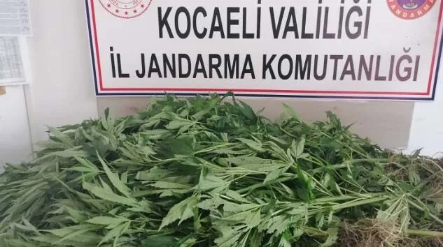 Yaşlı kadının 30 yıldır kullanmadığı araziyi uyuşturucu tarlasına çevirdiler
