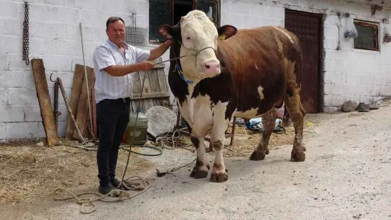 Kurbanlık fiyatı ikinci el otomobillerle yarışıyor