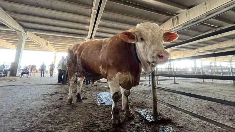 1 tonluk kurbanlık 120 bin liradan alıcısını bekliyor