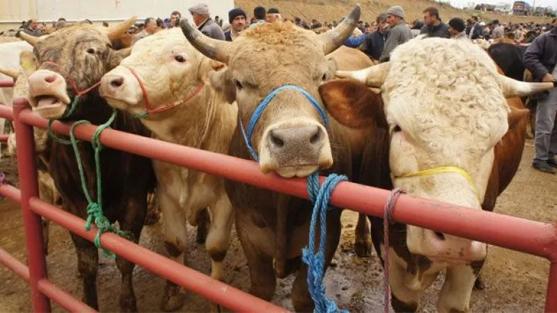 İlahiyatçı Yazar Osman Ünlü, kurban hakkında merak edilenleri açıkladı