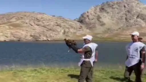 Tedavisi tamamlanan kızıl şahin tekrar doğaya bırakıldı