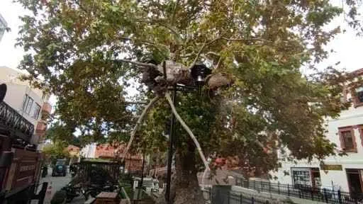 Bayramiç’te fırtınada 200 yıllık çınar ağacının dalı koptu