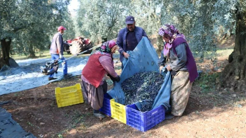 1 KG ZEYTİNİN MALİYETİ 34,20 TL