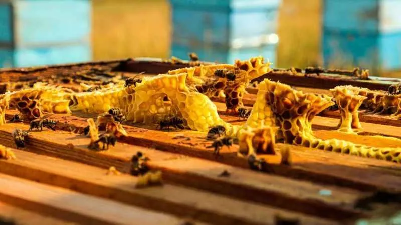 Arıcılar hasat için gün sayıyor