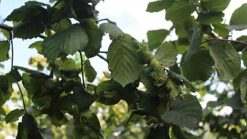 Fındıkta rehabilitasyon çalışmaları