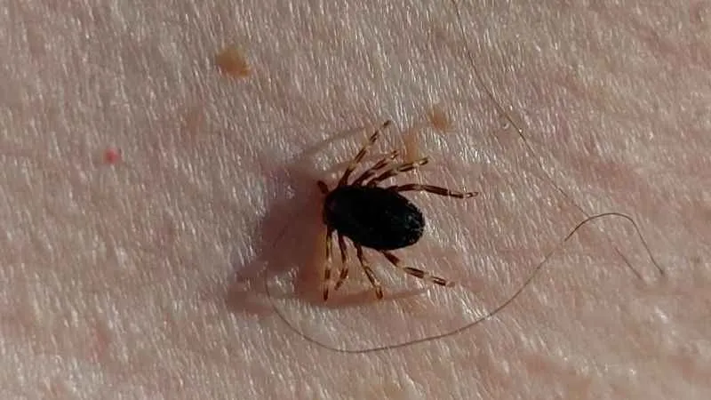 Doğu Karadeniz'de kene vakaları düşüşe geçti