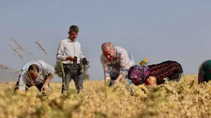 Denizli’nin 17 ilçesinde nohut hasadı başladı