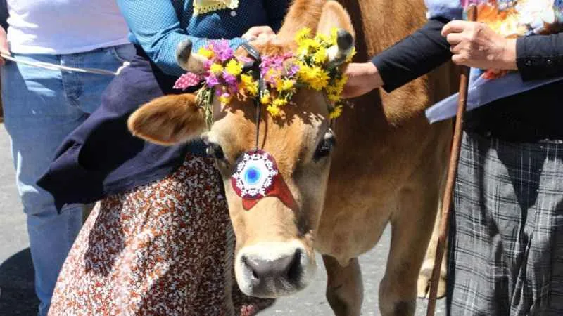 Yarışmayı kazanan ineğin ödülü yem ve saman