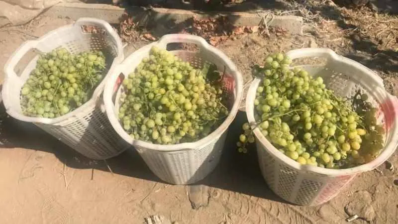 Denizli’de çekirdeksiz üzüm hasadı başladı