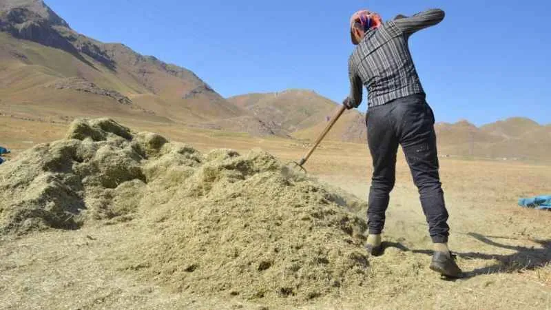 Faraşin Yaylası'nda besicilerin zorlu kış hazırlıkları devam ediyor