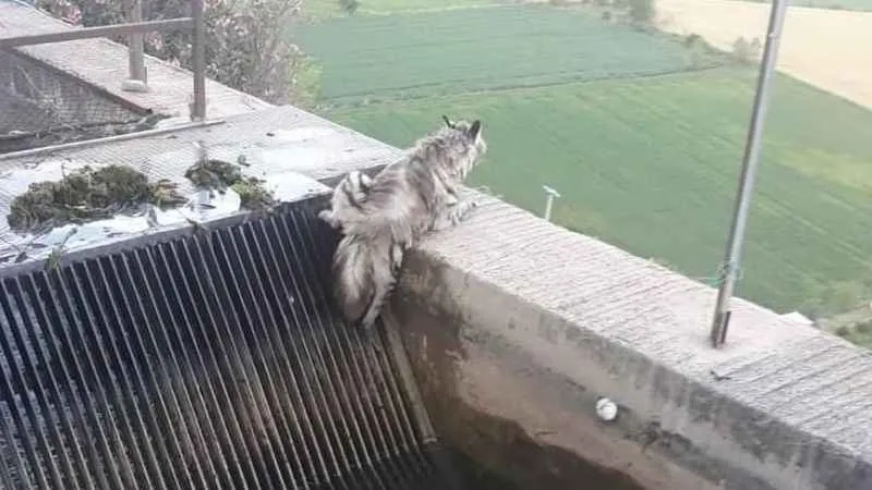 43 yıl sonra ilk kez görüntülendi