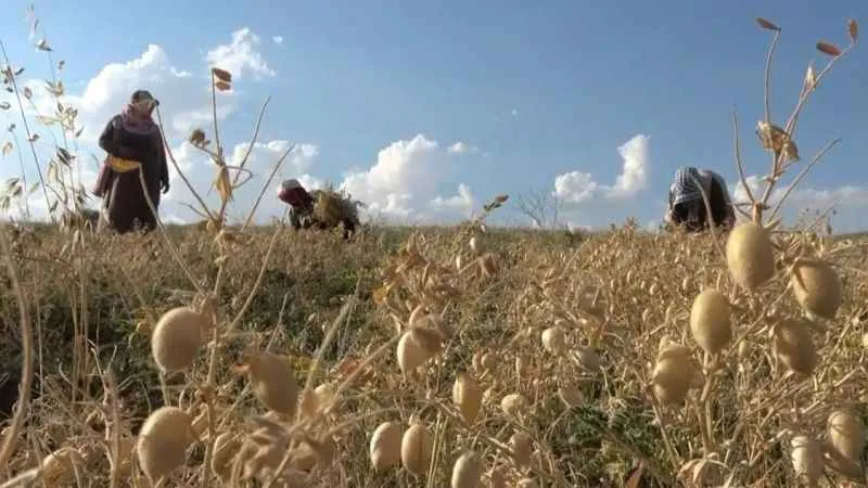 Elle nohut biçen kadınlar aile ekonomisine katkı sağlıyor