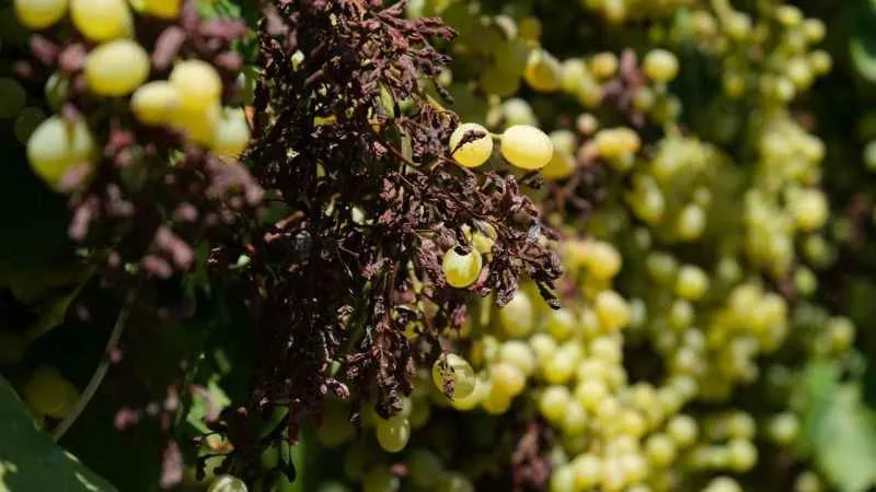 Dünyaca ünlü üzümü mildiyö vurdu, rekolte düştü