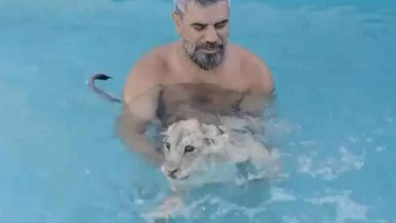 Sıcaktan bunalan aslanlar havuzda serinliyor