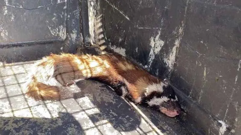 Markette alaca sansar sürprizi