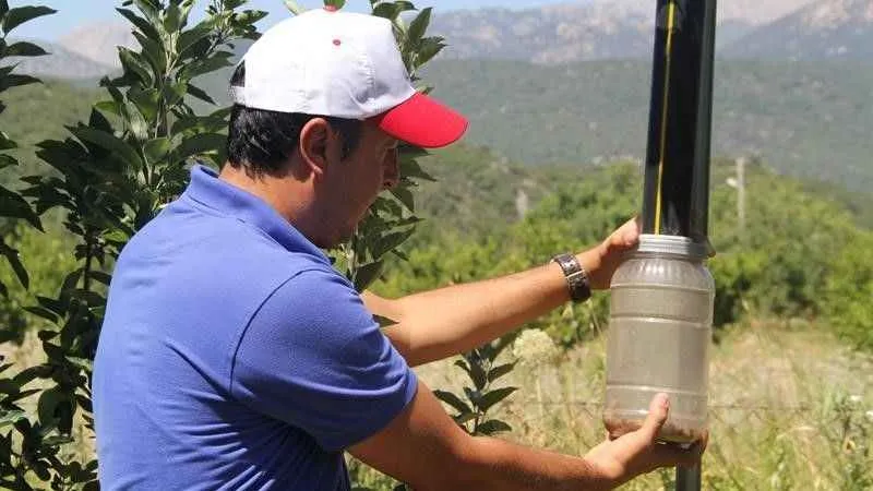 Işıklı tuzaklarla 893 adet haziran böceği ergini yakalandı