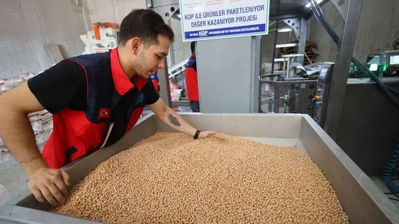 Belediye boş tarlalara ektiği nohutları ihtiyaç sahiplerine dağıtıyor